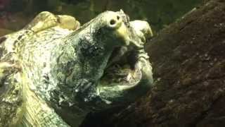 Alligator Snapping Turtle Tongue
