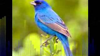 Video thumbnail of "LA CUMBIA  DE LOS PAJAROS"