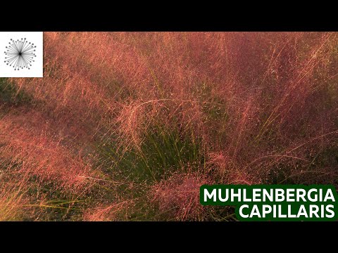 Video: Cuidado de la hierba muhly - Cómo cultivar hierba muhly ornamental