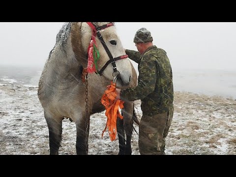 ЛОШАДИ🐎 КАК МЫ С ЖЕРЕБЦОМ ВЕРАСОМ СНЕЖНЫЙ ДУШ ПРИНЯЛИ😄