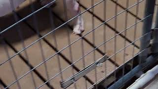 Muscletone's Yuki most xtrem american bully in the world only 13 konth old
