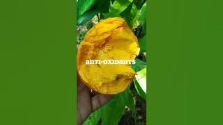 Health Benefits Ng Prutas na CHESA