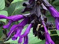 Salvia &#39;Amistad&#39; - Why does this plant score 10/10?