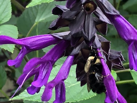 Salvia &rsquo;Amistad&rsquo; - Why does this plant score 10/10? Ep. 40