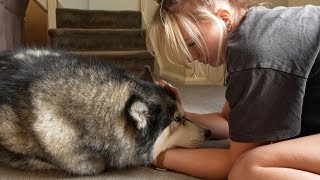 Comforting My Husky After He HURT Himself!