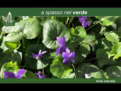 Video: Come nutrire le violette per la fioritura?