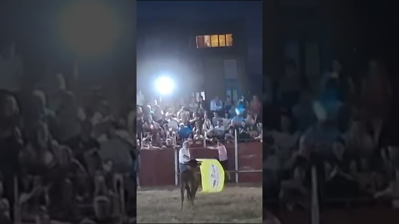 🐂 El alcalde de Vega de Pas se lleva dos revolcones de una vaquilla 🐂