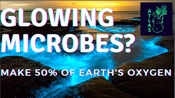 Who makes 50% of Earth’s oxygen? - An Overview of Ocean Primary Productivity