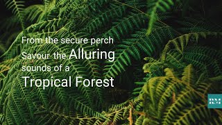 From the secure perch Savour the Alluring sounds of a Tropical Forest