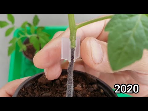 Vidéo: Technique De Greffage De La Tomate Pour Augmenter Les Rendements
