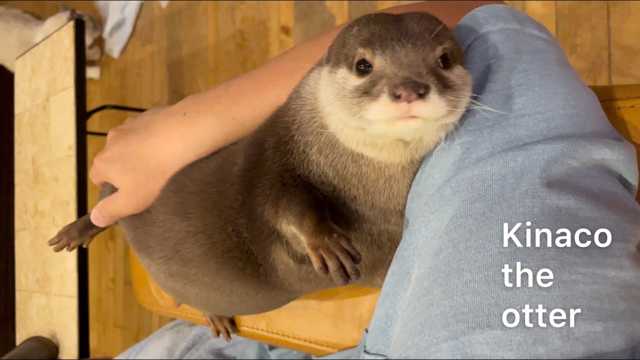 パパの腕の中でまったりするカワウソがかわいい #shorts - YouTube