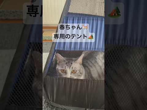 春ちゃん専用のテントです✨　It is a tent dedicated to Haru-chan✨