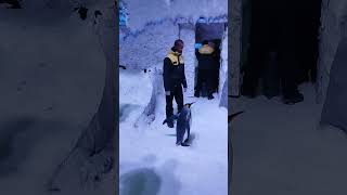 وسع للبطريق penguin King 🐧