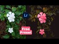 Lightroom Preset free download | Lightroom Mobile Free Preset DNG