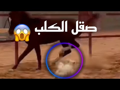 حصان يرفس كلب