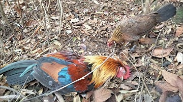 Poj qaib tsauj zoo heev