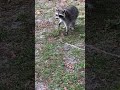 Raccoon Attack (Pretty Insane)