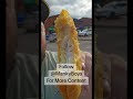This Was Specially Made Get It On The Menu As A Big Cheese Special.
