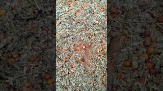 ma neibour chinamma valla kadhi dhachadam sml click video👻 😁😇# కందులు