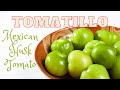 Tomatillo mexican husk tomato