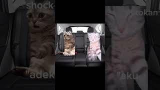 pov:ketika keluarga makan di luar#memes#kucing