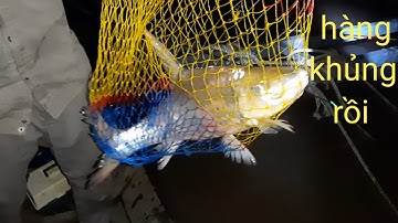 Câu cá sông tiền,đụng độ với cá cóc khủng