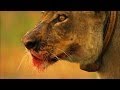 Lion Behavior and Population Dynamics