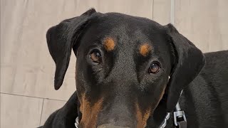 Oktoberfest im Altenheim mit Dobermann Jeff 4k