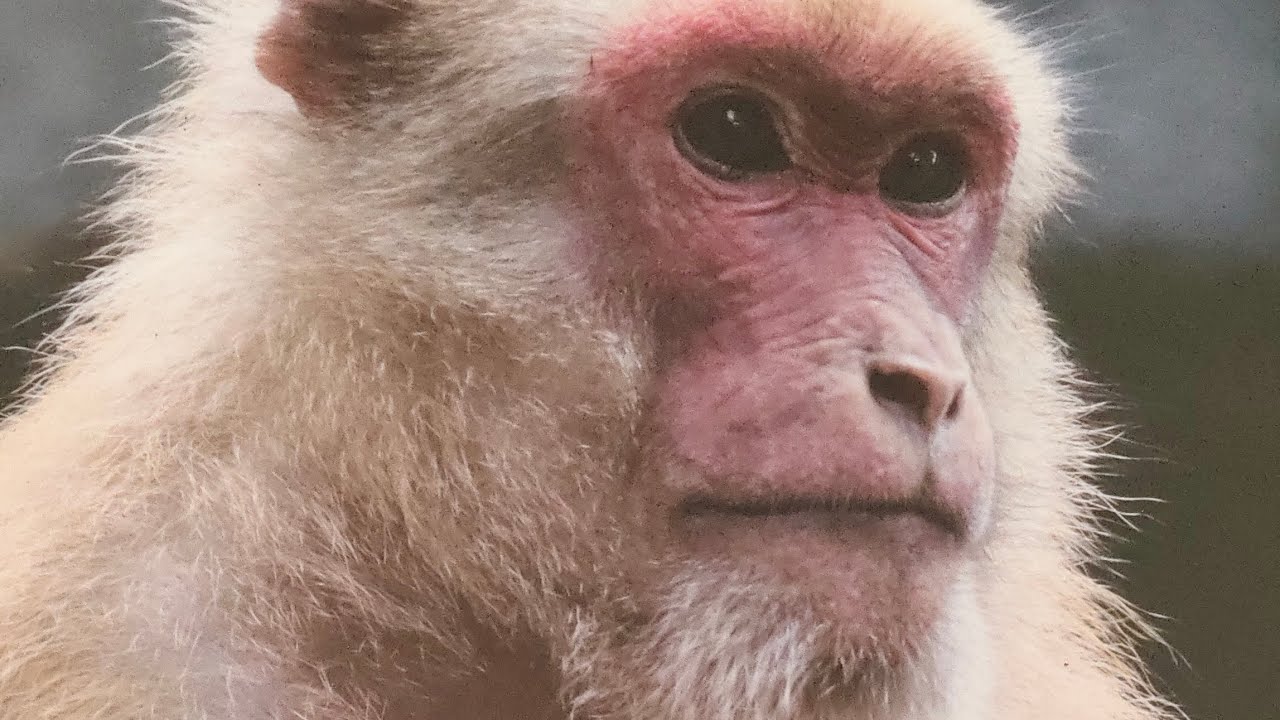 Bulibaku jaeichu Nandanakanan 