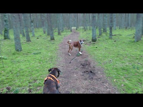 Boxer Rex walking off leash and Sammie pulling in a non-pull-harness.
