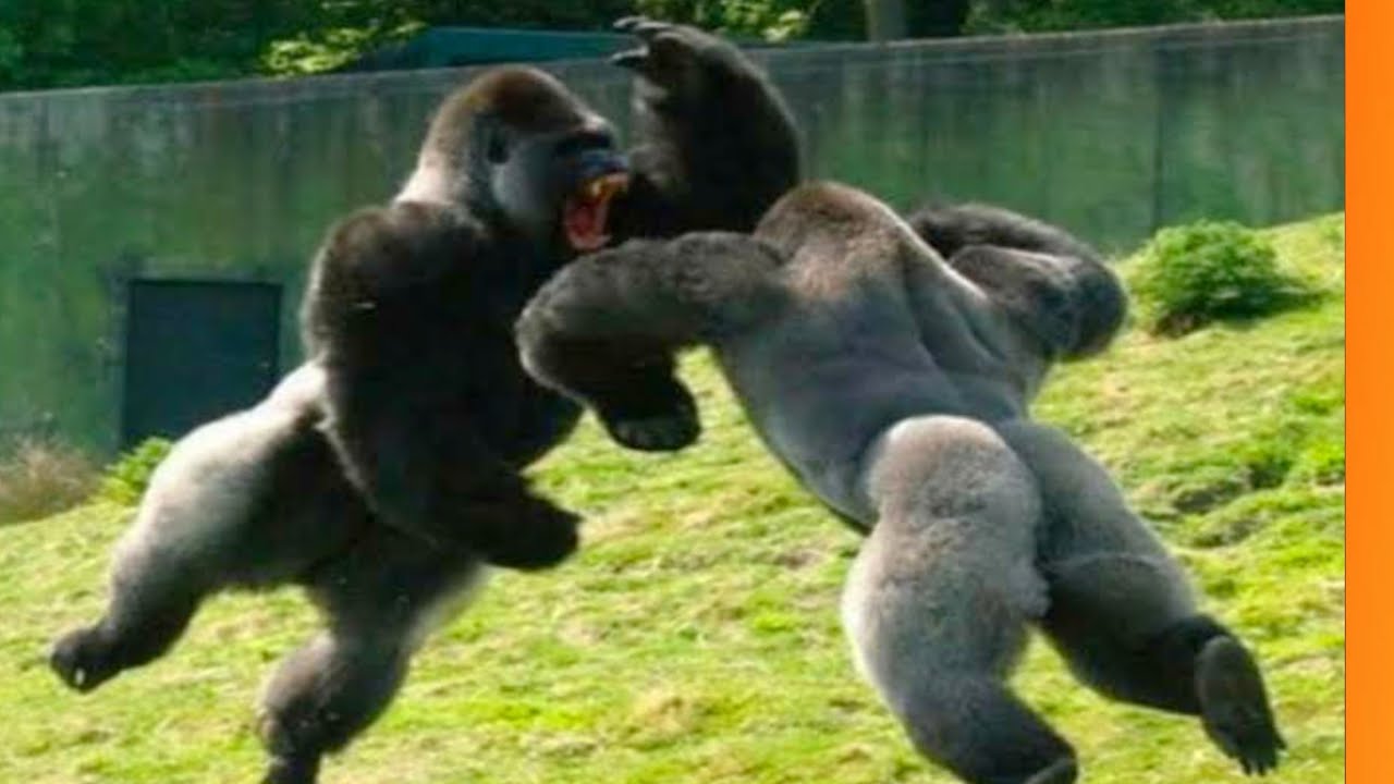 Тетя горилла если хотите стать сильными детки. Накаченная горилла. Две гориллы. Гориллы дерутся.