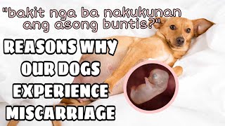 CANINE MISCARRIAGE(SIGNS AND SYMPTOMS CAUSES AND PREVENTION) || FORTUNE HUNTER KENNEL