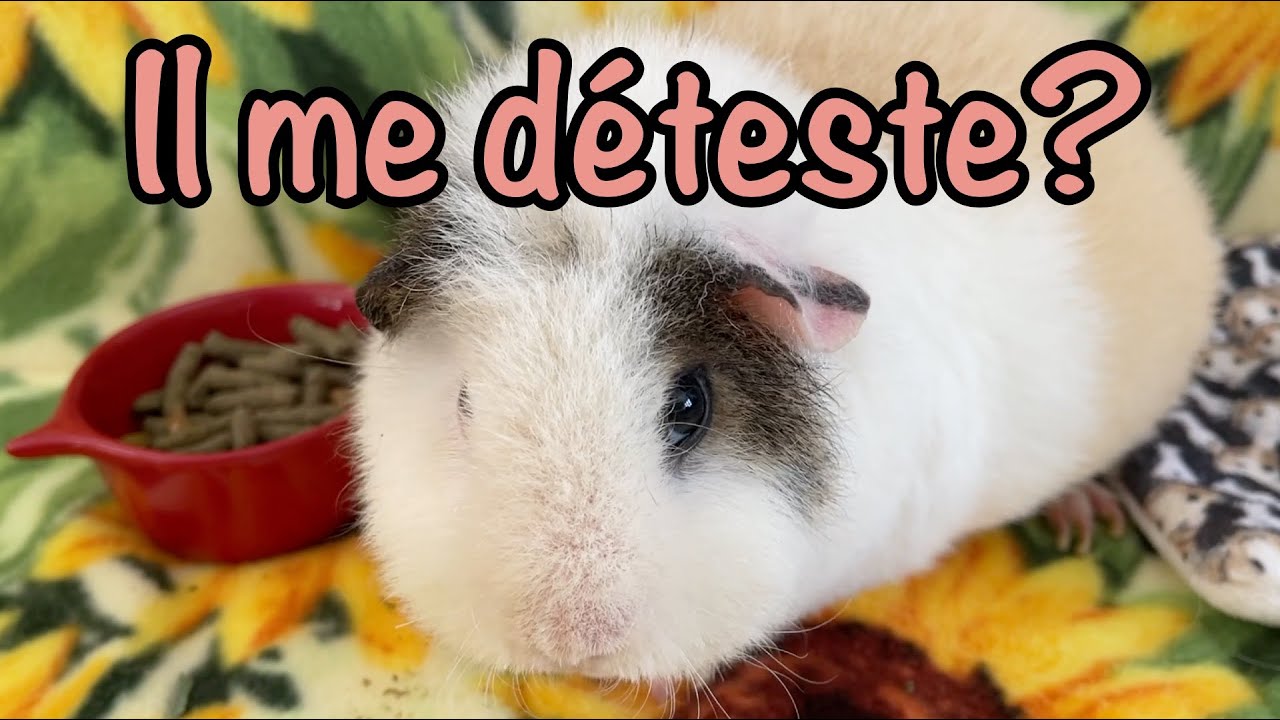 Est-ce que mon cochon d'Inde me déteste?