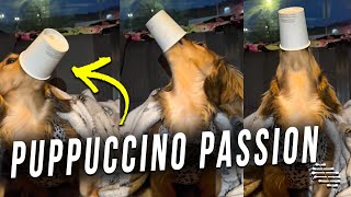 Dog Got His Nose and Mouth Covered While Drinking His Puppuccino