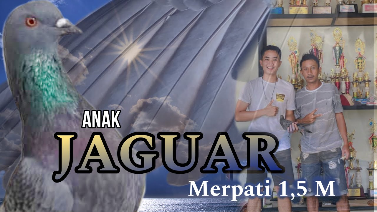 ANAK JAGUAR X ANAK THOR | CUCU JAGUAR DI BOYONG KE JOGJA