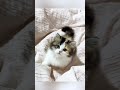 Cute kitten I rescued a kitten #rescue #rescuecat #cat #catsoftiktok #kitten