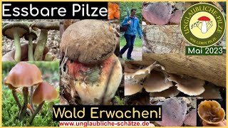 Pilze suchen! Speise  & Giftpilze im Wald! Walderwachen - essbare Pilze  und mehr! Der Mai 2023