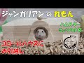 れもん、コロールハウスへお引っ越し【ハムスター/ジャンガリアン】