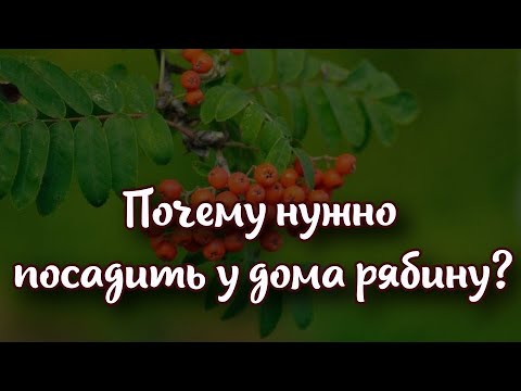 Почему нужно посадить у дома рябину?