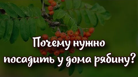 Почему нужно посадить у дома рябину?