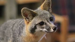 Grey Fox Animal Facts