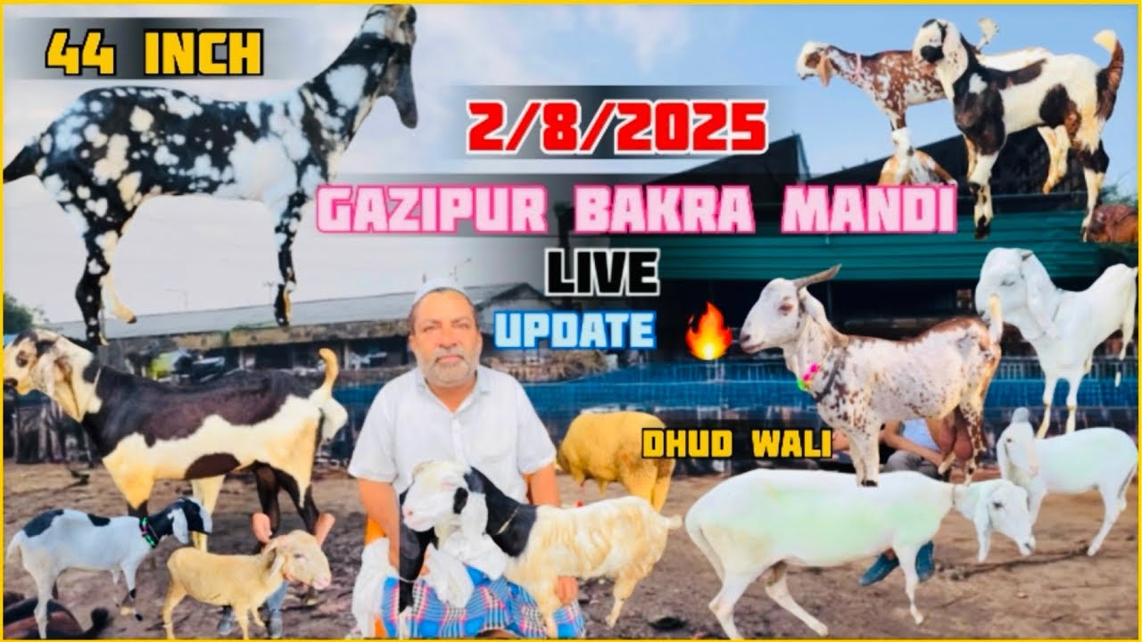 Delhi Gazipur bakra mandi live update Saturday शनीवार का दिन 2/8/2025 SF_Ansari_Goatfarm_786 ❤️