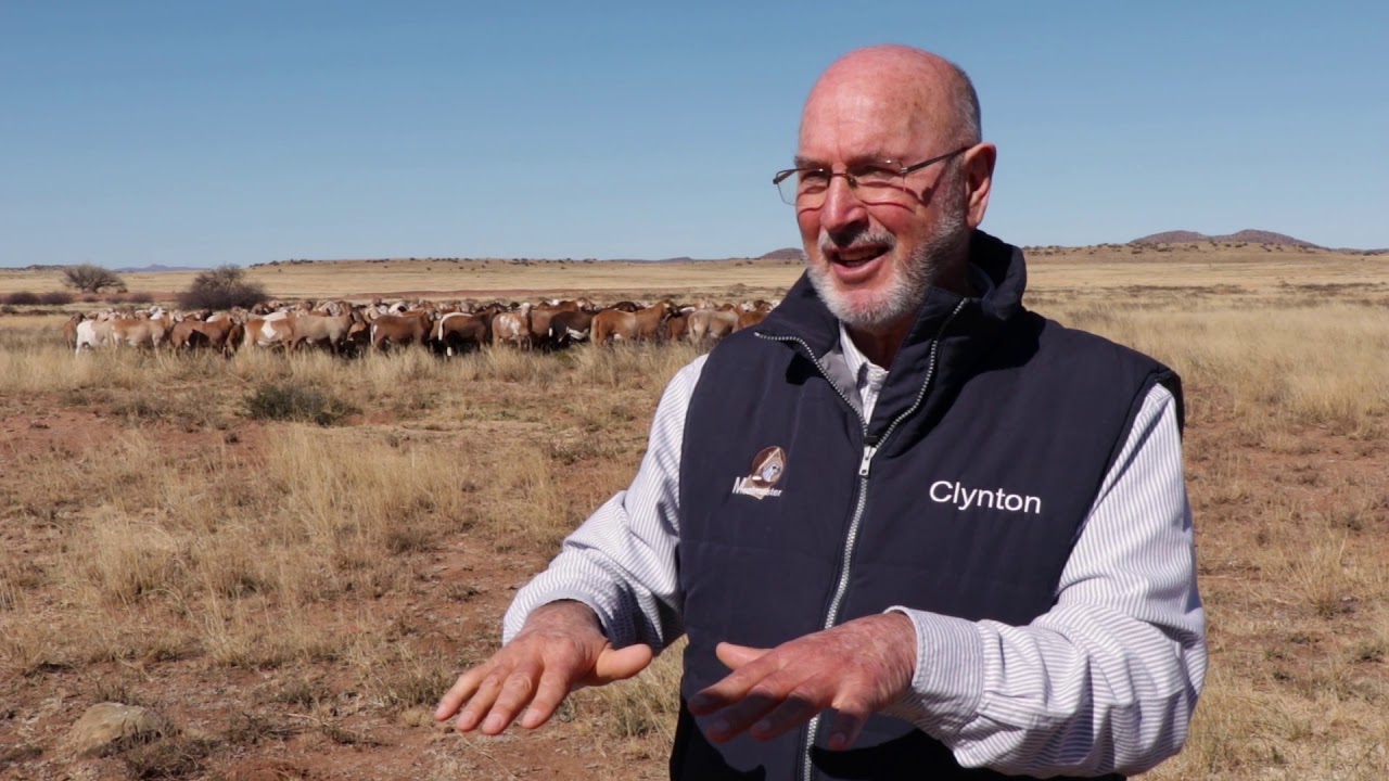 Stamboek ELITE  Small Stock flock 2019