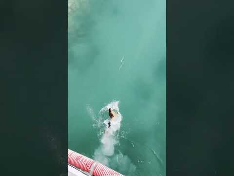 Бесстрашный кыргыз жигит!