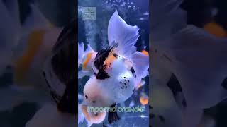 Oranda Goldfish 👑 | Royal Beauty of the Aquarium! #Shorts