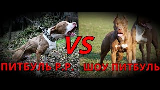 ПИТБУЛЬ РР. VS ШОУ ПИТБУЛЬ.  КТО ЛУЧШЕ???  ДВА ЛАГЕРЯ!!!