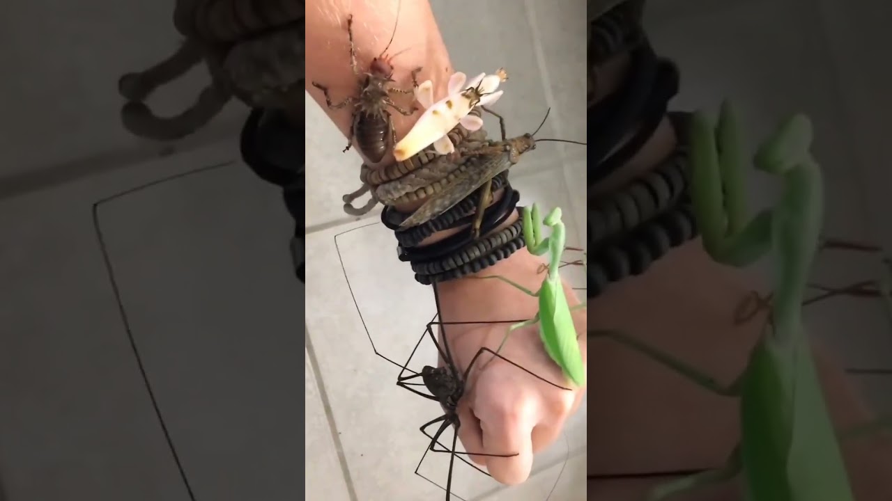 My pet grasshopper😱😍 