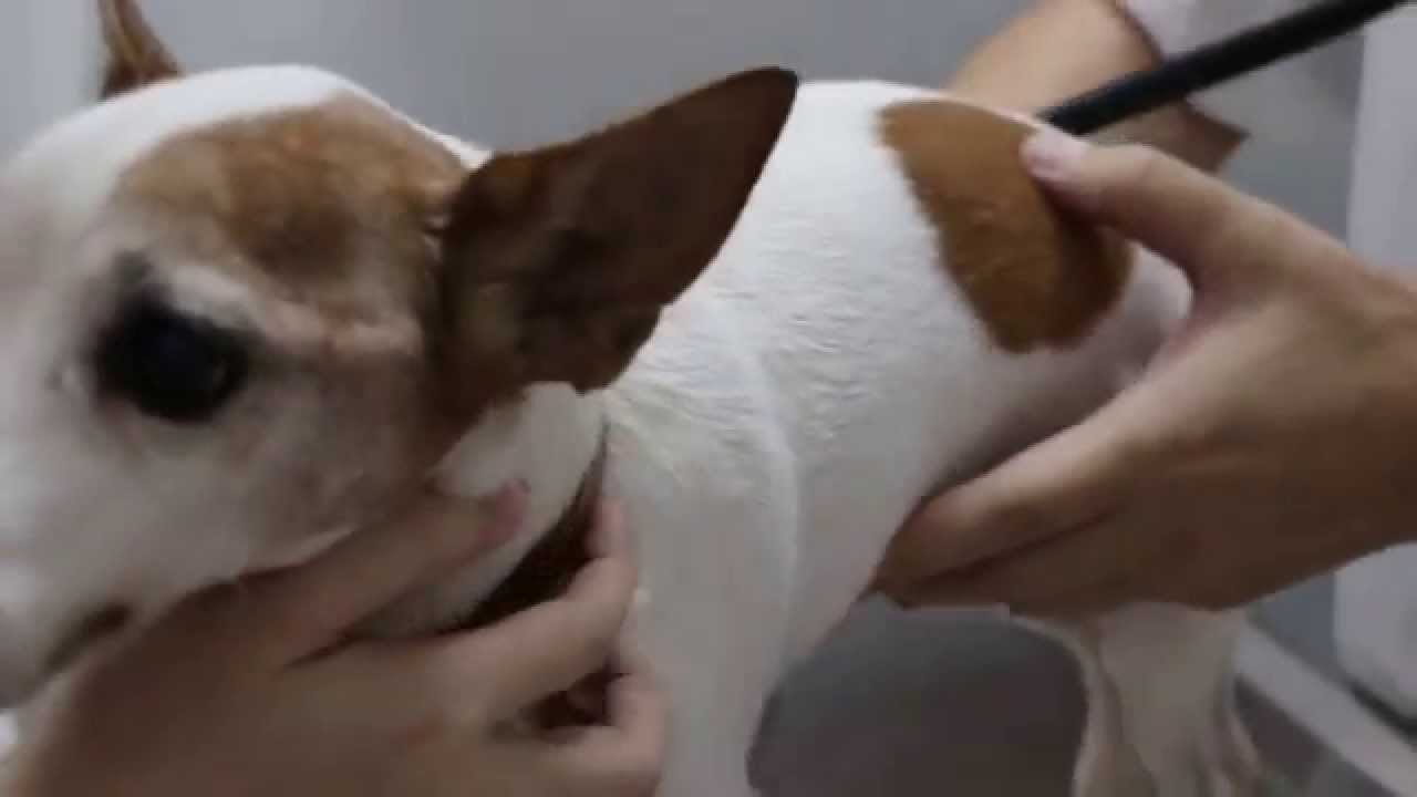 The 13 Year Old Jack Russell Has A Carnaissal Tooth Abscess Part 6