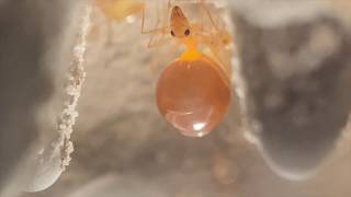 Myrmecocystus Mexic Honeypot Ants 2019 Season