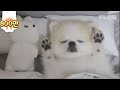 둘 다 인형이어야만 말이되는 상황ㅋ l Touch Jello Paws To See Whether This Dog Is A Doll Or Not!